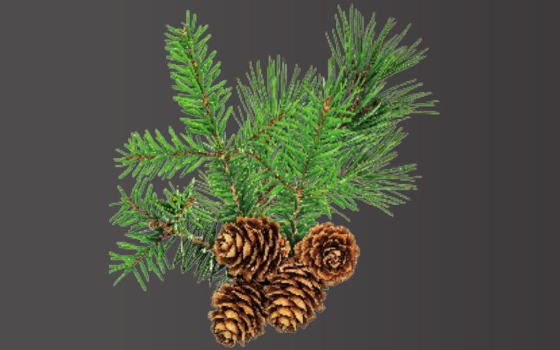 Saunaduft Gebirgskiefer