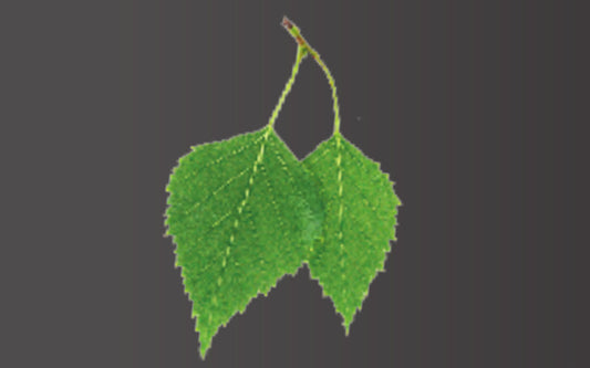 Saunaduft Finnische Birke